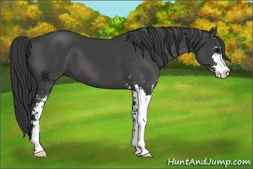Horse Color:Black Sabino