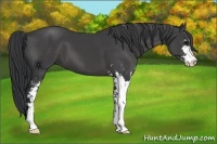 Horse Color:Black Sabino