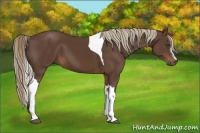 Horse Color:Liver Chestnut Tobiano 