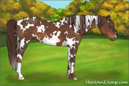 Horse Color:White Spotted Liver Chestnut 