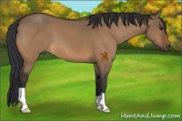 Horse Color:Bay Dun