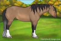 Horse Color:Bay Dun