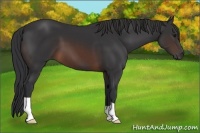 Horse Color:Brown 