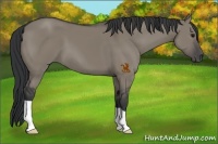 Horse Color:Grullo 