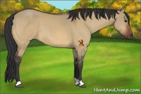 Horse Color:Bay Dun