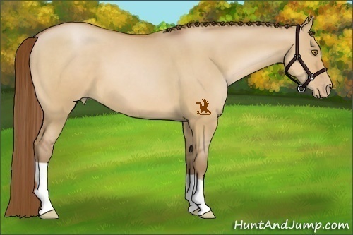 Horse Color:Bay Pearl Dun 