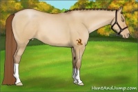 Horse Color:Bay Pearl Dun