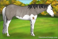 Horse Color:Smoky Grullo Splash Rabicano