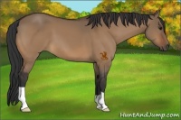 Horse Color:Bay Dun