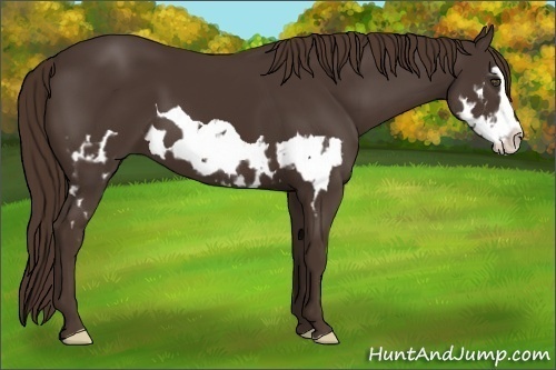 Horse Color:Liver Chestnut Splash Frame 