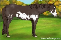 Horse Color:Liver Chestnut Splash Frame