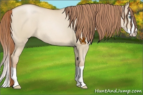 Horse Color:Smoky Grullo Pearl Splash Rabicano 