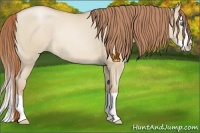 Horse Color:Smoky Grullo Pearl Splash Rabicano