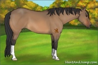 Horse Color:Bay Dun