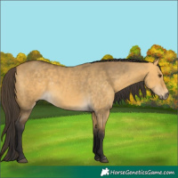 Horse Color:Buckskin Dun Rabicano 
