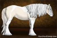 Horse Color:Perlino Roan Splash Tobiano 