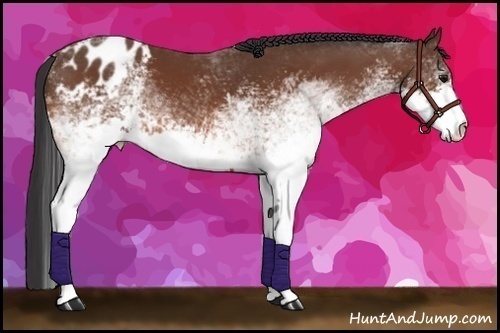 Horse Color:White Spotted Bay Varnish 
