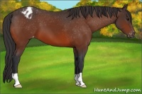 Horse Color:Bay Appaloosa 