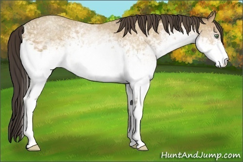 Horse Color:White Spotted Amber Cream Champagne 