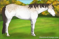 Horse Color:White Spotted Amber Cream Champagne 