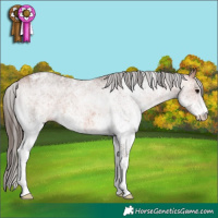Horse Color:White Spotted Bay Appaloosa 