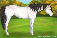 Horse Color:White Spotted Amber Champagne 