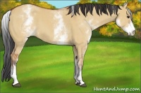 Horse Color:White Spotted Bay Dun