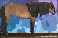 Horse Color:Buckskin 