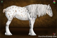 Horse Color:White Spotted Buckskin Roan Splash Varnish
