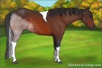 Horse Color:Bay Tobiano 