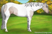 Horse Color:Buckskin Tobiano 