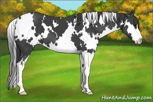 Horse Color:White Spotted Smoky Black Sabino Splash Frame 