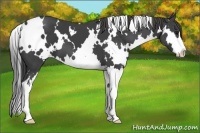Horse Color:White Spotted Smoky Black Sabino Splash Frame