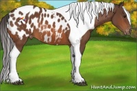 Horse Color:Bay Tobiano Frame Appaloosa