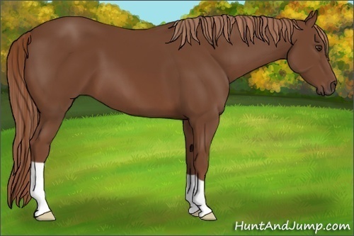 Horse Color:Chestnut 