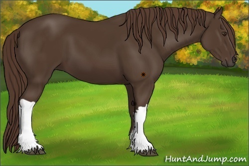 Horse Color:Liver Chestnut 