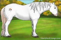 Horse Color:Liver Chestnut Appaloosa 