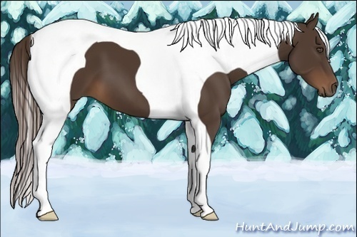 Horse Color:Liver Chestnut Tobiano 