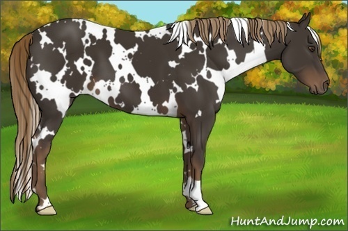 Horse Color:White Spotted Liver Chestnut Frame 