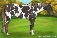 Horse Color:White Spotted Liver Chestnut Frame