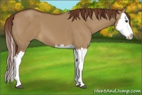 Horse Color:Red Dun Splash 