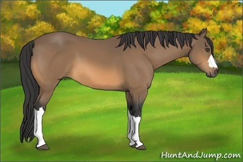 Horse Color:Buckskin 