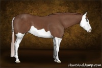 Horse Color:Chestnut Splash 