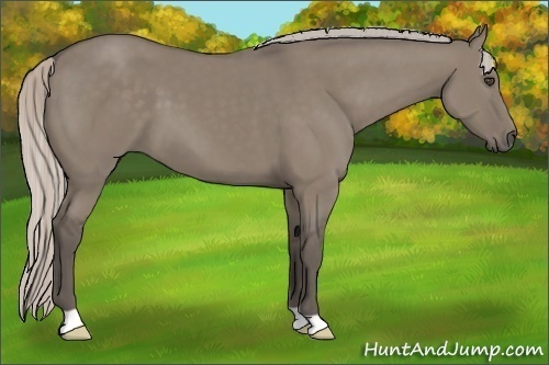 Horse Color:Silver Grullo 