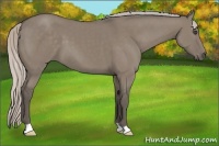 Horse Color:Silver Grullo