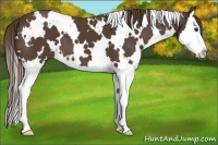 Horse Color:White Spotted Liver Chestnut Splash