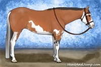 Horse Color:Bay Splash Frame 