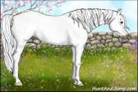 Horse Color:Gray Chestnut Appaloosa