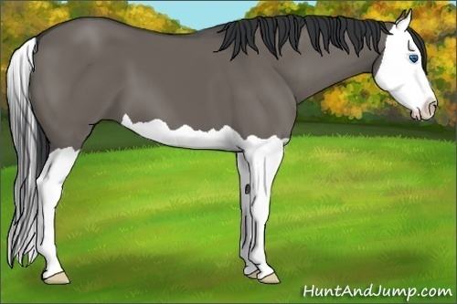 Horse Color:Grullo Splash
