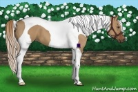 Horse Color:Red Dun Tobiano Frame